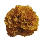 Flor Clavel "Albero"