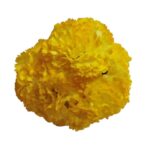Flor Clavel "Amarillo"
