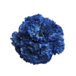Flor clavel "Azulina claro"