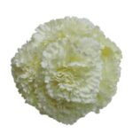 Flor Clavel "Beige"
