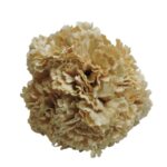 Flor Clavel "Beige oscuro"