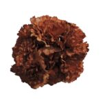 Flor Clavel "Bronce"