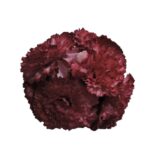 Flor Clavel "Buganvilla"
