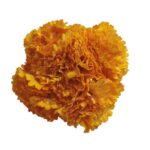 Flor Clavel "Calabaza"