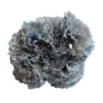 Flor Clavel "Celeste"
