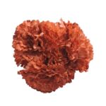 Flor Clavel "Coral Claro"