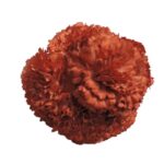 Flor Clavel "Coral Oscuro"