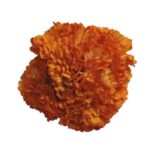 Flor Clavel "Naranja Claro"