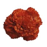Flor Clavel "Naranja Oscuro"