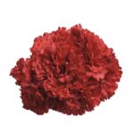Flor clavel "Rojo claro"