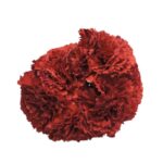 Flor clavel "Rojo pasión"