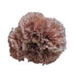 Flor Clavel "Rosa bebé"
