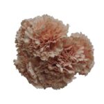 Flor Clavel "Rosa claro"