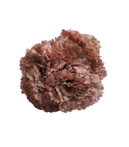 Flor Clavel "Rosa encarnado"