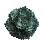 Flor Clavel "Verde jabonoso"