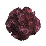 Flor Clavel "Vino tinto"