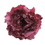 Flor Peonía Grande Abierta "Buganvilla"