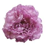 Flor Peonía Grande Abierta "Malva"