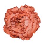 Flor Peonía Grande Abierta "Coral"